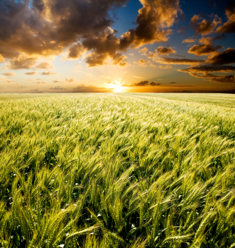 iStock_000004805364XSmall.jpg